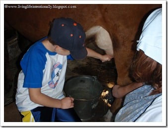 Goofy Milking a Cow by hand Goofy Milking a Cow by hand