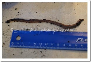 Preschool Worm Observations Preschool Worm Observations