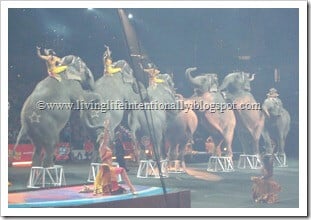 Elepahants at a circus Elepahants at a circus