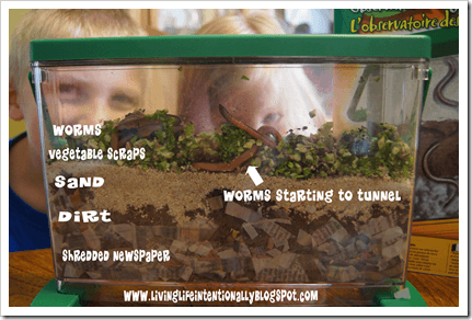 Preschool Worm Observations Preschool Worm Observations