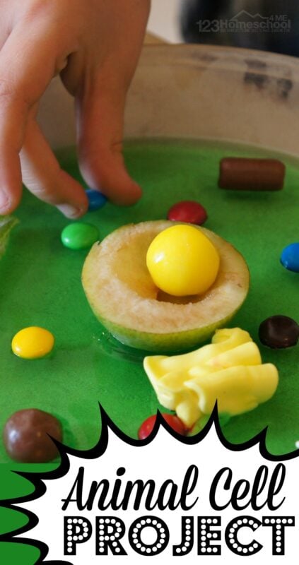 plant cell project non edible