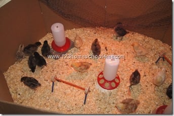 backyard chickens - brooding backyard chickens - brooding