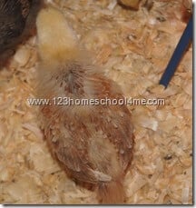 backyard chickens new hamshire red week 3 backyard chickens new hamshire red week 3