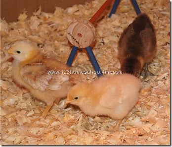 backyard chickens - new hampshire red left, buff orpington right backyard chickens - new hampshire red left, buff orpington right