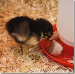 backyard chickens brooding - black Astrolorp week 1 backyard chickens brooding - black Astrolorp week 1