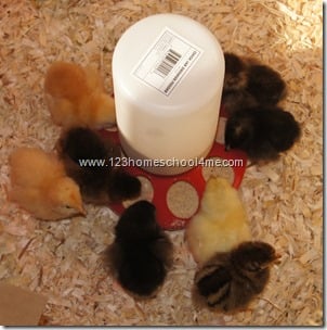 backyard chickens brooding week 1 backyard chickens brooding week 1