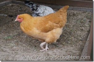 Backyard Chickens: Our chicken breeds Backyard Chickens: Our chicken breeds