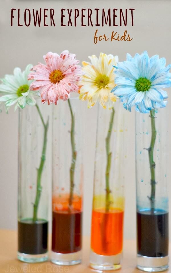 Flower Experiment for Kids- a fun & magical way for kids to learn about flowers