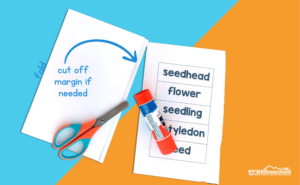 🌻 FREE Printable The Life Cycle Of A Plant Lift The Flap Book