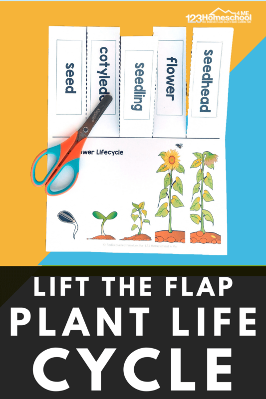 Are you looking for a fun, educational plant activity to do with your kids? They will love learning about the plant life cyle with this free plant printable that bcomes a fun DIY lift-the-flap book. Use this to learn about the plant growth cycle to teach young children about the plant life stages:  seed, cotyledon, seedling, flower, and seed head. Use this life cycle of a plant for kindergarten, preschool, pre-k, first grade, 2nd grade, 3rd grade, and 4th graders too. Our plant life cycle printable is designed for use in kindergarten and 1st grade.