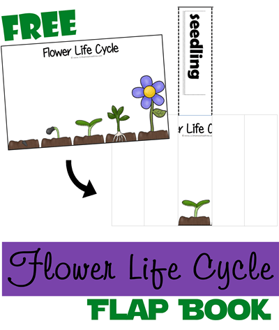 Flower Life Cycle Flap Book text with image example of free flower printable and a white background