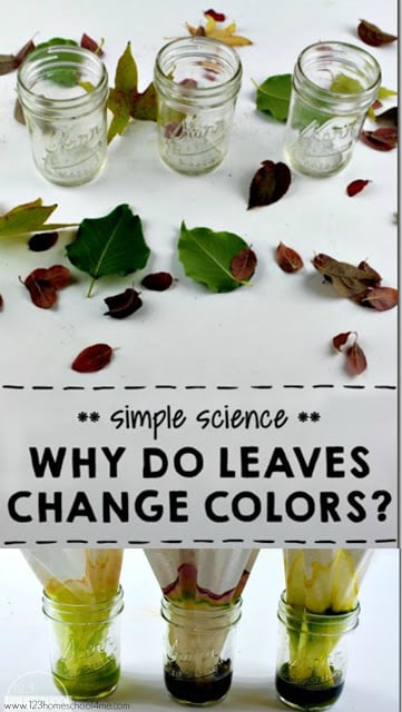 Why do Fall Leaves Change Colors? This is such a fun, simple, and effective science experiment for kids of all ages from toddler, preschool, and kindergarten, to elementary age kids. #fall #leaves #homeschool #science #scienceexperiments why-do-fall-leaves-change-colors-fall-science-experiments-for-kids