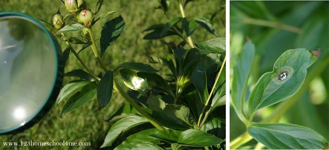 leaf science experiment - harnessing the power of the sun leaf science experiment - harnessing the power of the sun