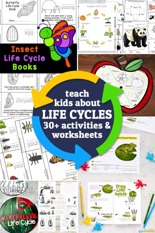 Learn about over 30 life cycles for kids with FREE printable worksheets that cover plants and animals: apple, pumpkin, sunflower, frog, butterfly, chicken, salmon, penguin, shark, ladybug, and many more!