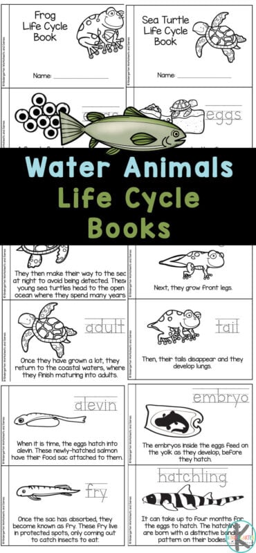 This life cycle printable books are a fun way to learn about water animals animals for kids. These free animals printables are great for young children to learn to read about four different sea creatures for kids and their life cycle: frog, sea turtles, salmon, and sharks. These animal life cycles for kids are perfect for preschool, pre-k, kindergarten, and first graders too. Simply print life cycle printables and you are ready to learn about aquatic animals for kids.