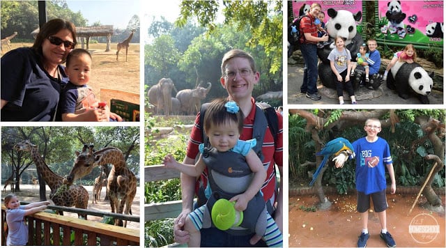 safari park in guangzhou china is AMAZING safari park in guangzhou china is AMAZING