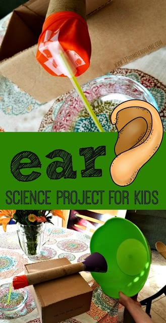 How to Make an Ear Model Human Body Science Project & Experiment