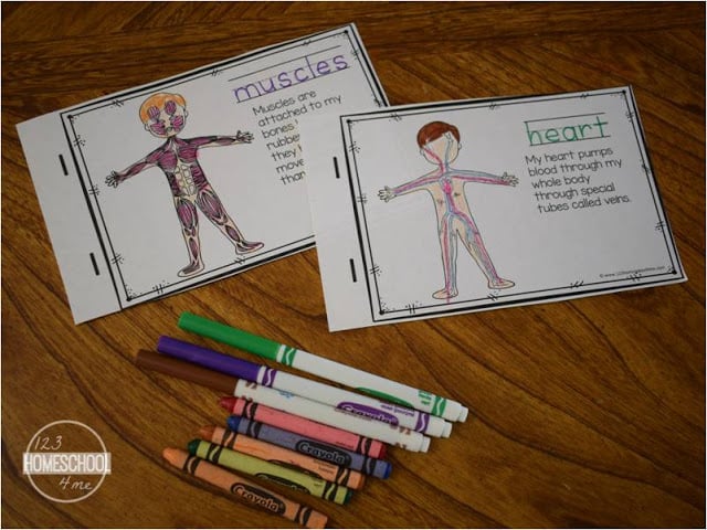 the human body printable for preschool, prek, kindergarten, first grade, 2nd grade, 3rd grade the human body printable for preschool, prek, kindergarten, first grade, 2nd grade, 3rd grade