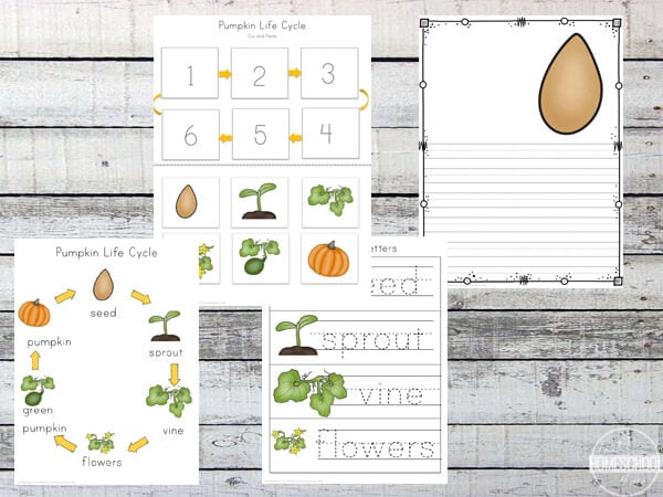 Pumpkin Life Cycle Worksheets