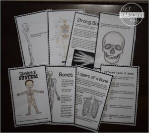 💀 FREE Printable Skeletal System Worksheet Pages for Kids