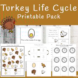 turkey life cycle free printable turkey life cycle free printable