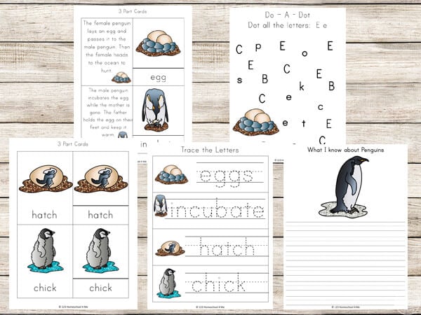 penguin facts, key vocabulary, writing, and letter p penguin facts, key vocabulary, writing, and letter p