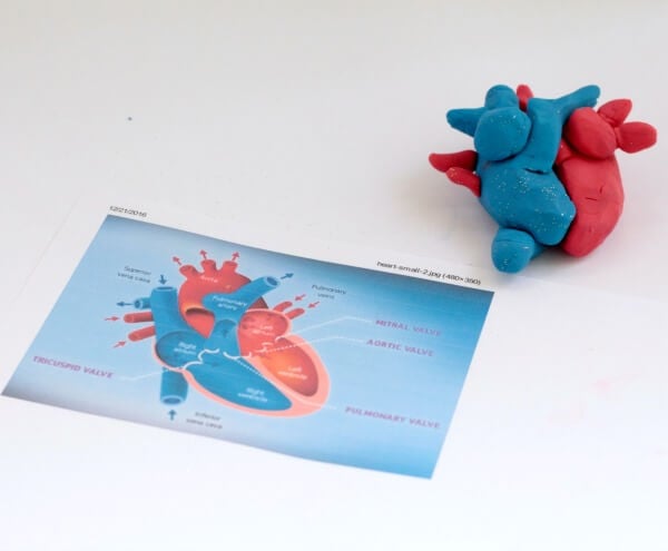 playdough heart model for learning about the human body playdough heart model for learning about the human body