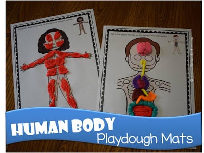 the human body the human body