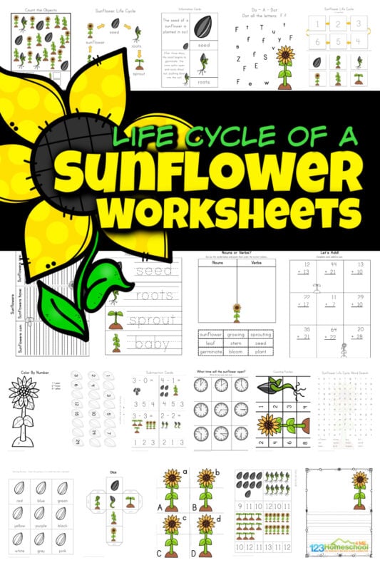 One of my favorite things about summer are all the pretty flowers growing everywhere. And no flower stands out like the tall, cheery sunflower! Learn about flower life cycles in this life cycle of a sunflower worksheet pack with over 65 pages! Not only are there sunflower life cycle worksheet choices, but sunflower worksheets to practice math, and liteary skills such as alphabet matching, tracing letters, counting, subtracting, singular / plural, graphing, telling time, and so much more with preschool, pre-k, kindergarten, and first grade students. Simply download pdf file with flower worksheets and you are ready to play and learn with these life cycle worksheets.