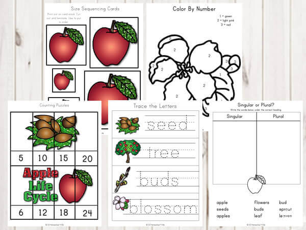 apple-size-sequencing-color-by-number-skip-counting-science-vocabulary-kindergarten-first-grade apple-size-sequencing-color-by-number-skip-counting-science-vocabulary-kindergarten-first-grade