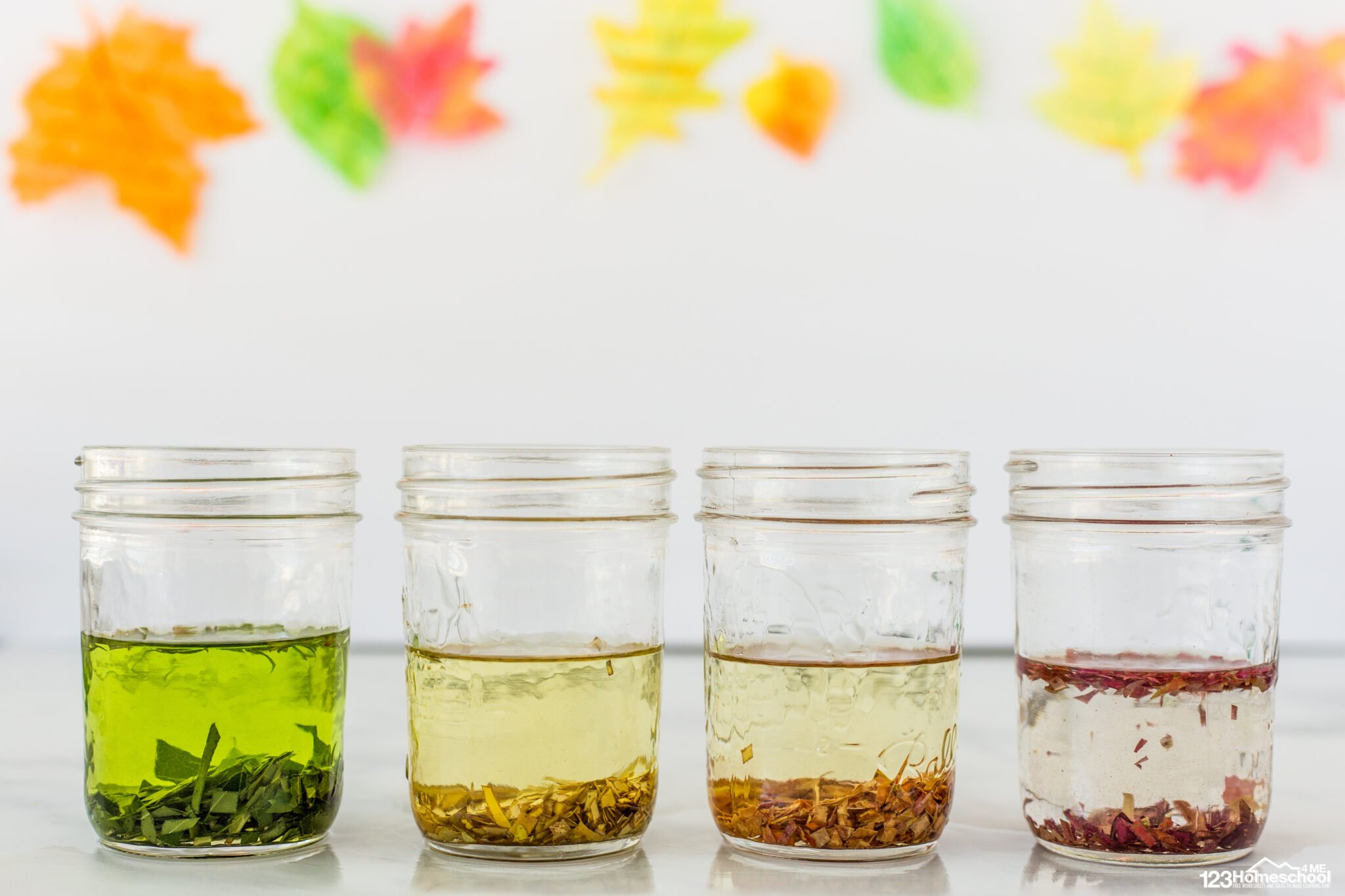 why-do-leaves-change-color-experiment-for-kids