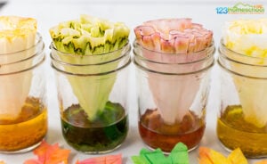 leaf science activities for preschoolers