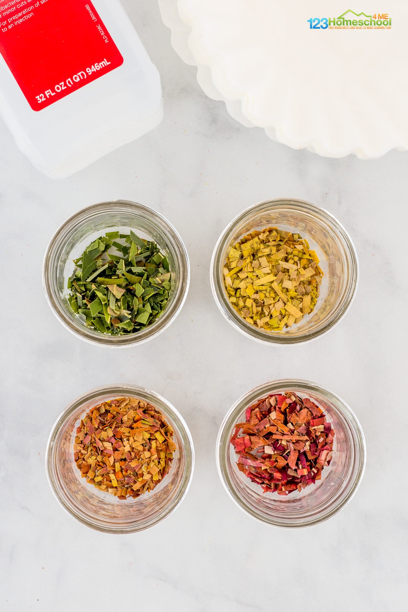 🍂 Why do Leaves Change Color Experiment for Kids