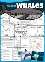 All About Whales Lesson w/ Facts, Worksheets, Printables & more!