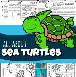 🐢 FREE Life Cycle of a Sea Turtle for Kids Printable Reader
