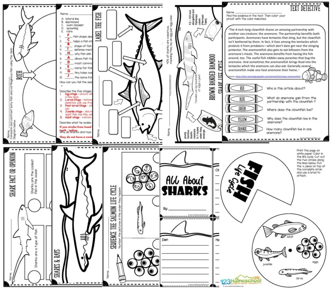 🐠🦈All About Fish, Sharks, and Rays Lesson K8th