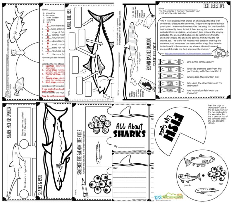 All About Fish, Sharks, and Rays