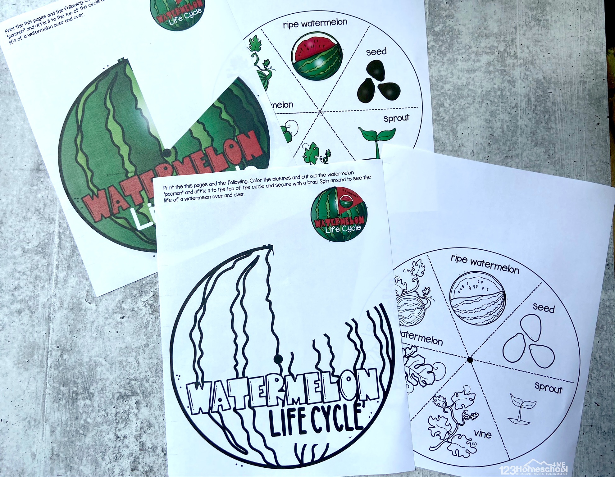  FREE Watermelon Life Cycle Printable Spinner Activity For Kids