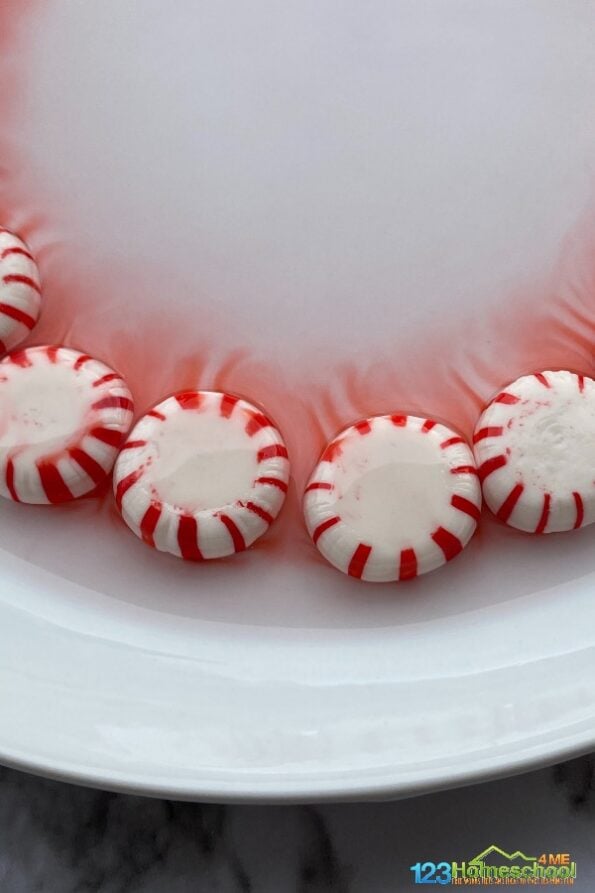 🎄 Magic Melting Peppermint Candy Christmas Science Experiment