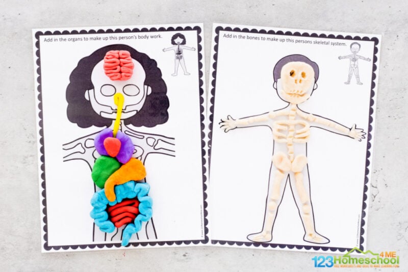 This is such a fun human body preschool, or for elementary age students such as human body for kindergarten. 