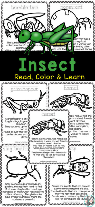 Iis Insect Activity I is for Inchworm Theme with FREE Worm Observation Book
