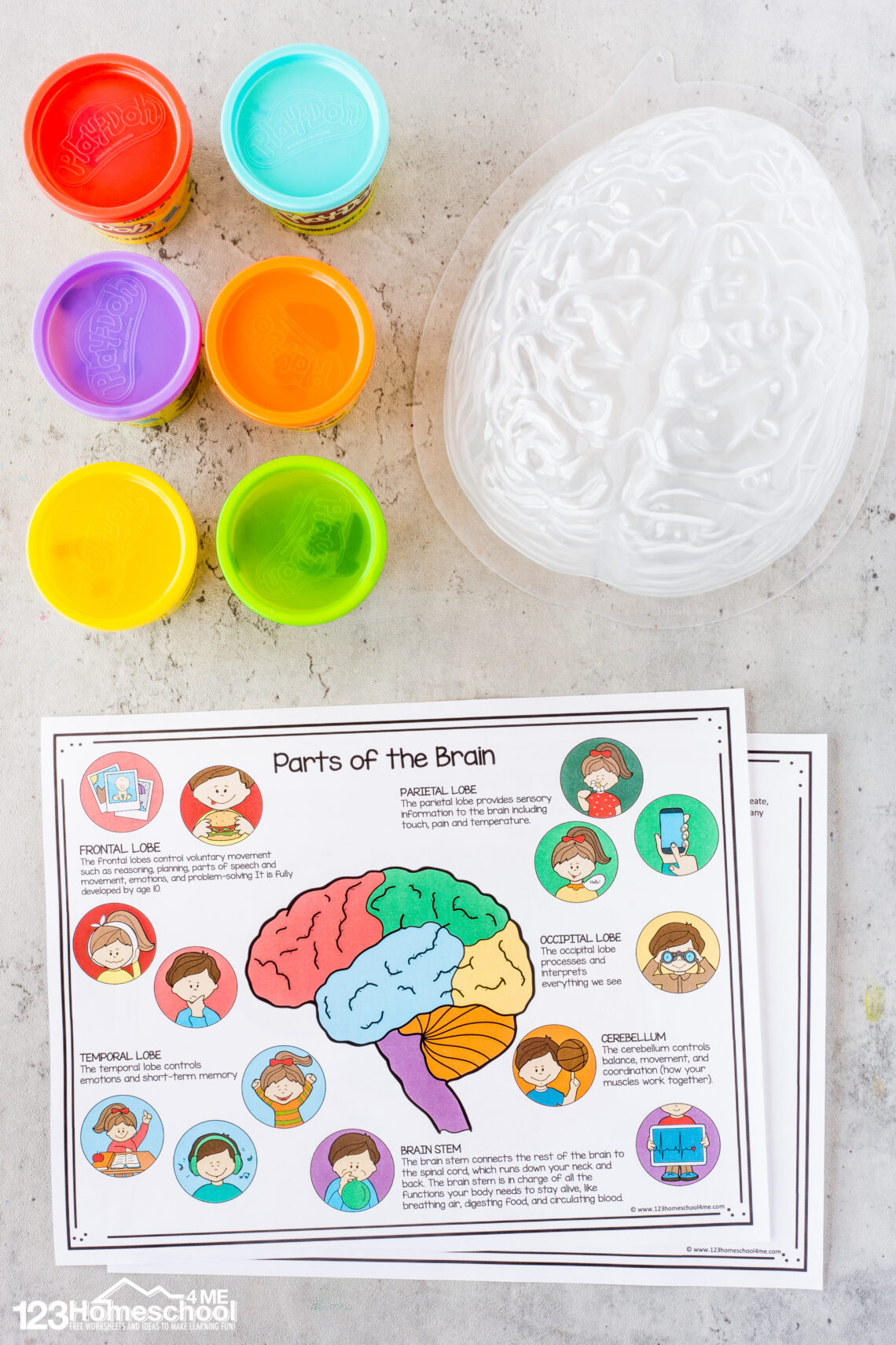 Brain Book Project Parts of the Brain Activity for Kids, Brain Diagram, and Worksheets for ...