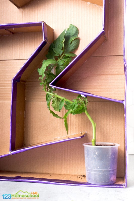 summer stem