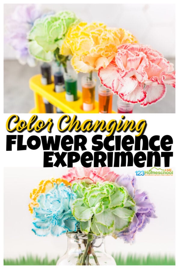 🌺 Color-Changing Flowers - Capillary Action Science Experiment