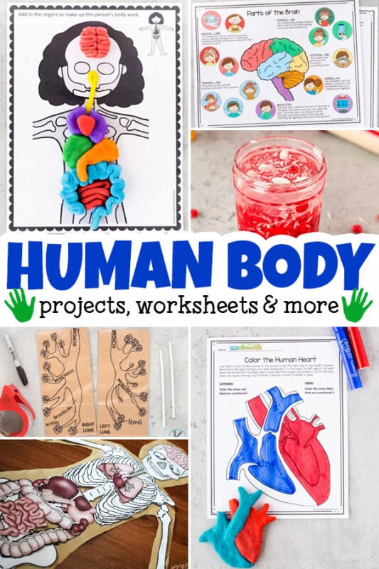 Learn about our amazing bodies with these human body for kids activities. These human body projects allow children to learn about the heart, muscles, lungs, 5 senses, bones organs, cells, and so much more! In additin to human body activities, we've included human body worksheets and printables to help you complete your anatomy lessons. Use these human body science experiments for preschool, pre-k, kindergarten, first grade, 2nd grade, 3rd grade, 4th grade, 5th grade, and 6th graders too.