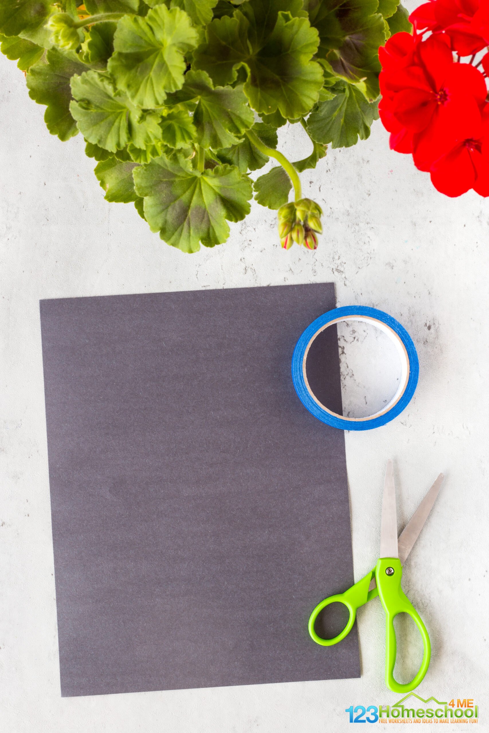 Simple Geranium Photosynthesis Experiment for Kids