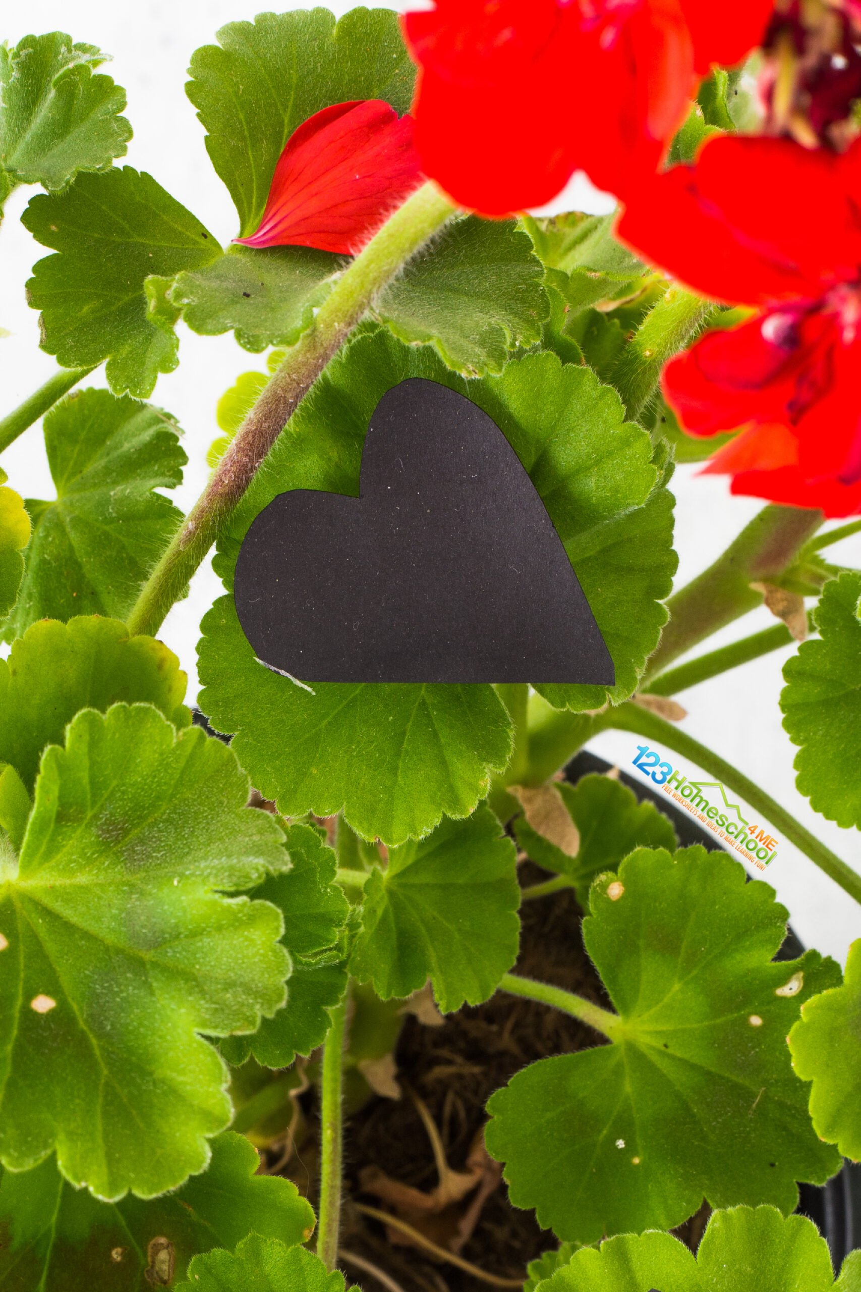 Photosynthesis Experiment For Kids