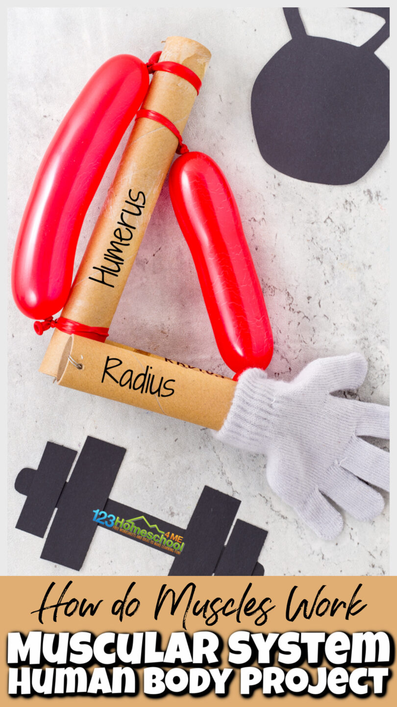 How do Muscles Work - Human Body Project for Kids