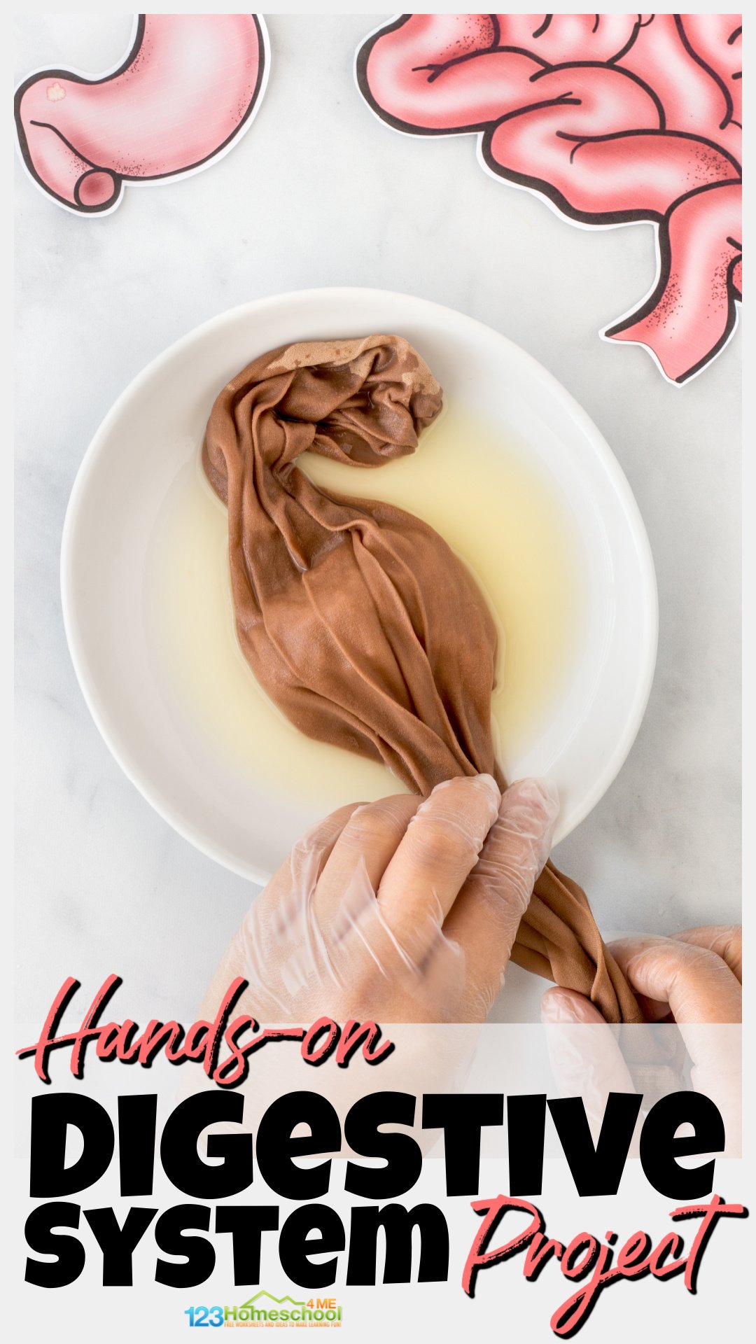 💩 Digestion Experiment Human Digestive System for Kids