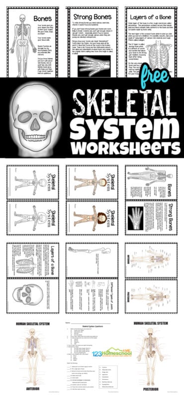 As part of our unit on the human body we learned about our amazing skeletal system through a variety of hands on projects and this informational, free printable skeletal system worksheet pack. These free printable skeletal system worksheets are handy to use with students from kindergarten, first grade, 2nd grade, 3rd grade, 4th grade, Skeletal system worksheet grade 5 pdf, and 6th grade students. Simply print skeletal system worksheet pdf and you are ready to learn about the human body for kids.